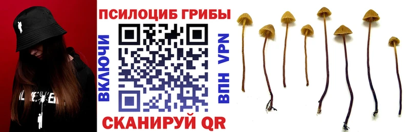купить   Сенгилей  Галлюциногенные грибы Magic Shrooms 